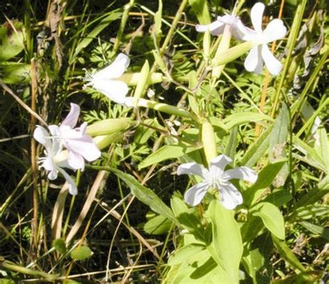 Perennial Saponaria Plant Growing & Care Guide for Gardeners.